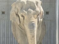 43年の長きにわたり愛される…岡崎市東公園動物園のゾウ「ふじ子」が天国へ ベルトコンベア使ったエサやりで人気に火