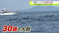 約30頭！シャチの群れ目撃…知床半島沖 周辺でも目撃相次ぎ100頭ほどいた可能性も 【北海道発】