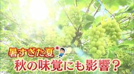 暑すぎた夏…秋の味覚にも影響大　ブドウは房が小さく柿は実り少なく　さらに野菜の値上がりも【静岡発】