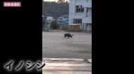 イノシシが小学校の校庭に出没　警察が登校前の小学校周辺を警戒　広島・江田島市