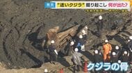 2年前の大阪湾“迷いクジラ”を掘り起こし　今後は骨格標本へ…「少なくともあと1～2年かかる」　数年がかりになる理由は骨の中の“脂肪除去”