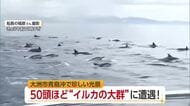 大洲沖にイルカ大群“５０頭近く”出現「船の周りを回り出した」遊漁船遭遇　珍光景に利用客感激【愛媛】