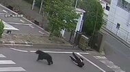 【速報】男女4人襲ったクマ　居座っていた工場から逃げ出す　“緊急銃猟態勢”敷かれるなか…付近の小・中学校は臨時休校