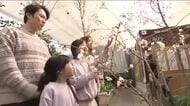 猪苗代ハーブ園でサクラ楽しむイベント　アンブレラスカイのライトアップも