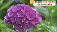米沢市の寺の参道を彩る　アジサイ咲き誇る今月いっぱい見頃か　山形