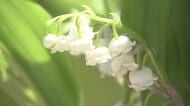初夏の訪れ告げる便り　北海道のスズランを太宰府天満宮に奉納　「梅の使節」の返礼に　福岡