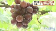 【地震の影響】高速通行止めで鹿児島のぶどう農園が出荷危機　「一番美味しい時に届けたい」農園主の願い