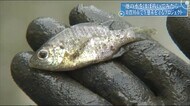 出てきたのは1mの”主”に、外来種 そして…自転車? 池の水をほとんど抜く大作戦
