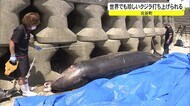 打ち上げられたのは世界的にも珍しいクジラ