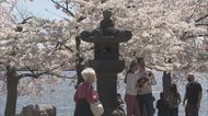 【解説】ワシントンDCの桜は韓国産?杜撰な取材で拡散する嘘