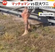 「番狂わせだな！」高速道路でマッチョマンvs巨大ワニの“異種”格闘技戦…「ウマ」乗りに「ラクダ」固めで「ワニ」に勝利　アメリカ