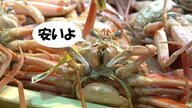 「取れすぎる」越前がにが安い!?　制限と規制で素直に喜べない漁師も【福井発】