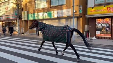 明治大学の馬が一時脱走「徘徊している」と110番通報…路上歩き回り自ら生田キャンパスに…