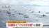 大洲沖にイルカ大群“５０頭近く”出現「船の周りを回り出した」遊漁…