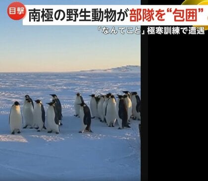 極寒訓練中の南極で野生動物に“包囲された”ニュージーランド軍部隊…思わぬ訪問者に隊員も「なんてこと」