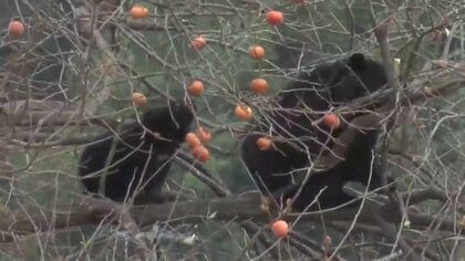 【速報】クマ2頭が前日と同じ柿の木に再び居座る　岩手県岩泉町