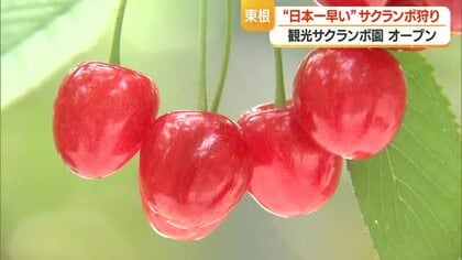 「日本一早い」サクランボ狩り始まる　観光果樹園オープン・5月下旬～6月上旬まで楽しめる　山形・東根市
