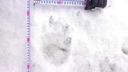 【ヒグマ速報】早くも冬眠明け？雪の上にくっきり…“クマのような足跡”が函館で相次ぐ 親子の可能性も？中学校のグラウンドでは複数の足跡が＜北海道函館市＞