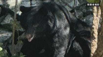 兵庫県「ドングリ類が不作の見通しでツキノワグマの出没が多くなる可能性高い」注意呼びかけ　クマの目撃相次ぐ　兵庫県で県内初「緊急銃猟」実施　丹波市氷上町・宍粟市・豊岡市但東町に出没　奈良・明日香村でも…　