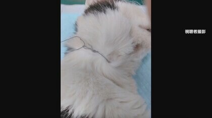 ネコの首に「動くと絞まる針金」が…人為的に作られたわな”　相次ぐネコへの虐待