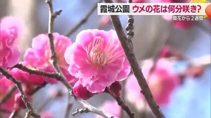 ウメ満開・見ごろまでもう少し　霞城公園の紅白ウメ・3月下旬まで楽しめそう　山形