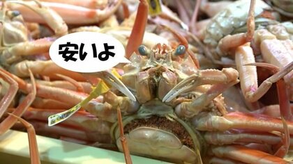 「取れすぎる」越前がにが安い!?　制限と規制で素直に喜べない漁師も【福井発】