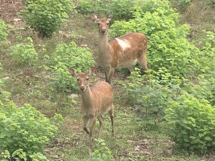 やまむらちゃん＆もみじちゃんの2頭だけ…絶滅の危機に瀕する名古屋城のお堀のシカ 野生の引っ越し断念も“次なる一手”