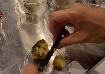 ブロッコリーを海苔で切れる!?見た目を変えずに料理をやわらかくする“調理家電”がすごい…介護にも活用「人を幸せにする技術」