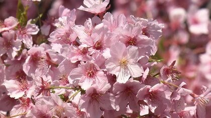 各地で春の陽気　東京では“早咲き桜”に花見客　「3月に見たの初めて」秋田でクマ目撃される…北海道は春の大雪