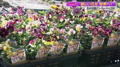 高知の見元園芸が人気ユーチューバー「カーメン君」とコラボ！オリジナルビオラ開発に家族の愛が詰まったラベルの秘密も公開