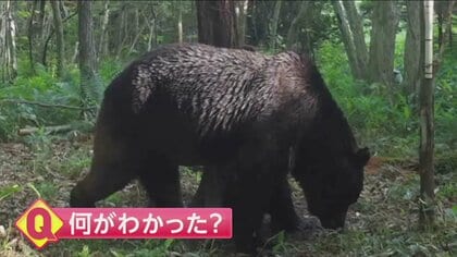 「OSO18」初のカラー撮影に成功　4年間で家畜60頭以上襲撃した“忍者グマ” 1日の移動距離は10キロ以上　北海道