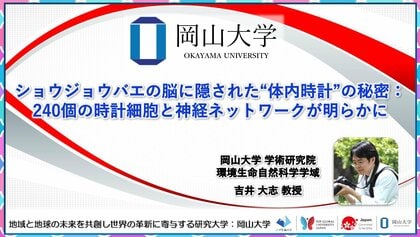 【岡山大学】ショウジョウバエの脳に隠された“体内時計”の秘密:240個の時計細胞と神経ネットワークが明らかに