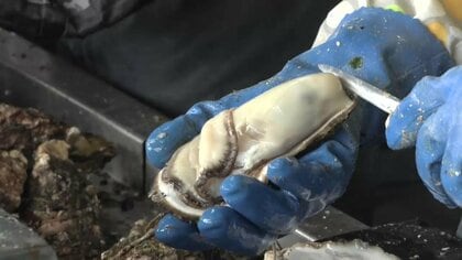 養殖カキの収穫最盛期　大船渡湾から豊洲市場へ　今季の出来は上々　岩手県