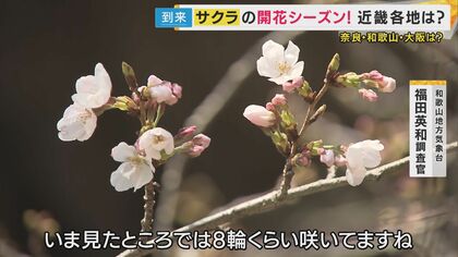 「標本木だけなんで咲けへんねやろう」大阪の桜の開花はいつに…？関西の見頃は『来週末』　片平さんがズバリ解説