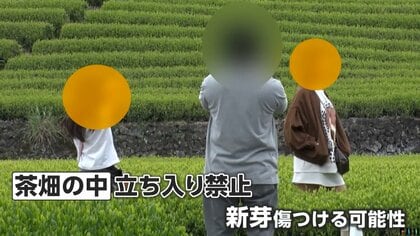 茶畑内に無断立ち入り、落書きやポイ捨ても　絶景スポットの茶園で観光客の迷惑行為　地元住民「ごみがぶん投げてある」