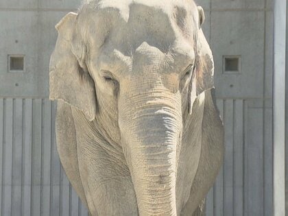 43年の長きにわたり愛される…岡崎市東公園動物園のゾウ「ふじ子」が天国へ ベルトコンベア使ったエサやりで人気に火