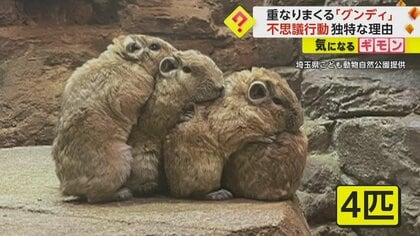 ネズミの仲間「グンディ」の特有行動　“何匹も重なる”はコミュニケーションの一つ　埼玉県こども動物自然公園