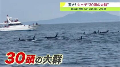 約30頭！シャチの群れ目撃…知床半島沖 周辺でも目撃相次ぎ100頭ほどいた可能性も 【北海道発】