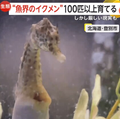 【貴重】カメラが捉えた「タツノオトシゴの出産」　メスに卵をもらいオスが“出産”　北海道・登別マリンパークニクス