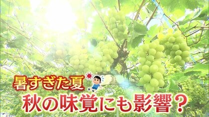 暑すぎた夏…秋の味覚にも影響大　ブドウは房が小さく柿は実り少なく　さらに野菜の値上がりも【静岡発】