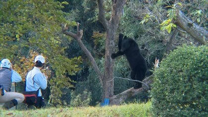 体重100キロの熊に…群馬の山林で狩猟中の男性（60）襲われ顔をケガする重傷　宮城では住宅付近で2頭の熊発見され駆除