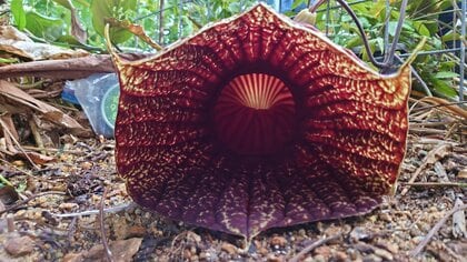 栽培から8年？アフリカ最大の花が京都府立植物園で“国内初”の開花…“死体花”とも呼ばれる生態を聞いた