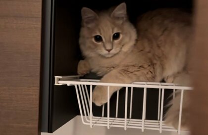 数秒前まで「足下にいたはず」の猫が戸棚の中に!?現場を見守ると謎が解けた…“驚きの能力”を飼い主に聞いた