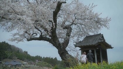 《ふくしま桜紀行2026》田村市・小沢の桜　田畑に佇む一本桜