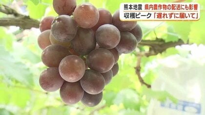 【地震の影響】高速通行止めで鹿児島のぶどう農園が出荷危機　「一番おいしい時に届けたい」農園主の願い