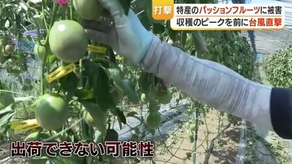 台風6号被害】奄美大島のパッションフルーツ、100キロ落下し廃棄 出荷