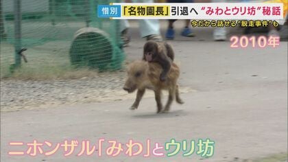 みわとウリ坊”の育ての親 名物園長が引退へ うり坊の現在の姿は