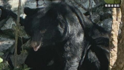 兵庫県「ドングリ類が不作の見通しでツキノワグマの出没が多くなる可能性高い」注意呼びかけ　クマの目撃相次ぐ　兵庫県で県内初「緊急銃猟」実施　丹波市氷上町・宍粟市・豊岡市但東町に出没　奈良・明日香村でも…　