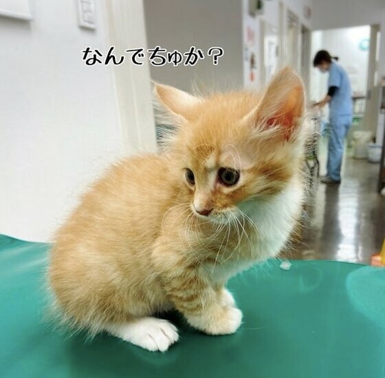 まるでシャボン玉」たった71グラムで保護された子猫の生命力に感動u2026900
- 猫 生命力 強い