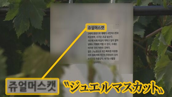 ルビーロマン生産者の畑に掲げられた看板 「ジュエルマスカット」と書かれている